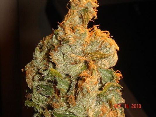 harvest 057.jpg
