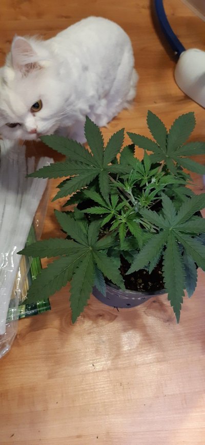 First time grower. What you guys think?