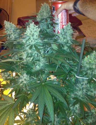 Going organic in coco