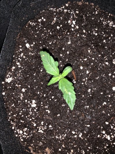 Help my day 8 old seedings NEWBIE ADVICE PLS