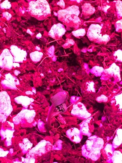 Seedling held shut by shell please help