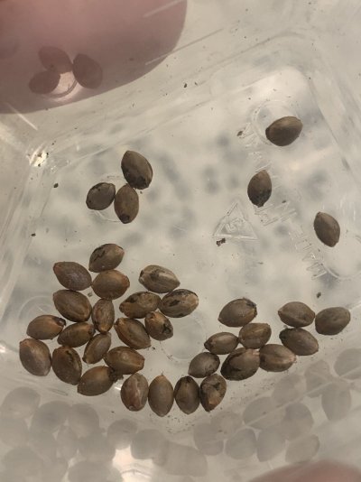 sharing-seeds.jpeg
