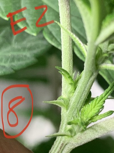 Gender Reveal! Need help. Any males/Hermies?