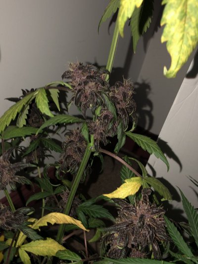 Harvest time?