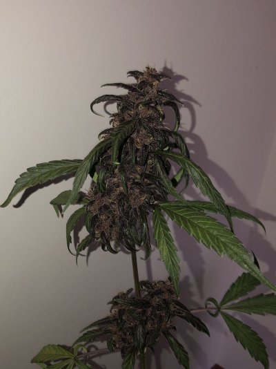 Harvest time?
