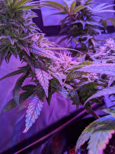 First grow (diary)