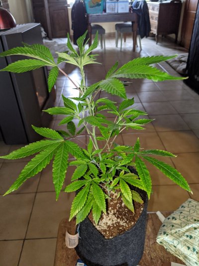 First grow (diary)