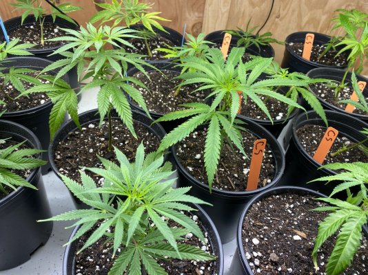 advice-on-when-to-begin-feeding-nutes-to-clones-11.jpg