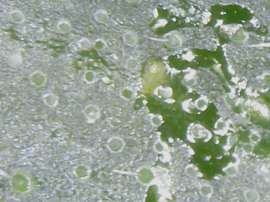DoobieDuck's Macro Cannabis Images