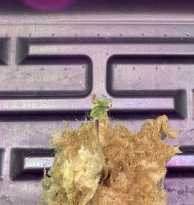 please-help-seedlings-are-1-week-old-and-are-not-doing-great.jpeg