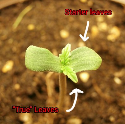 Please help seedlings are 1 week old and are not doing great