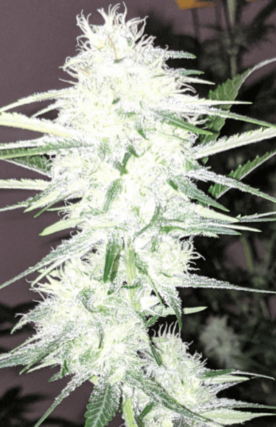 Let's See Your Frostiest Flowers