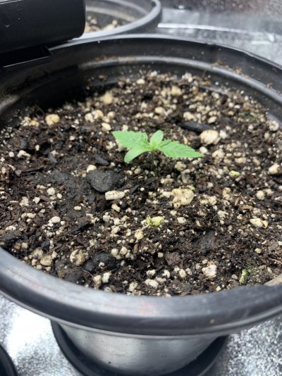 first-timer-fingerscrossed-2.jpeg
