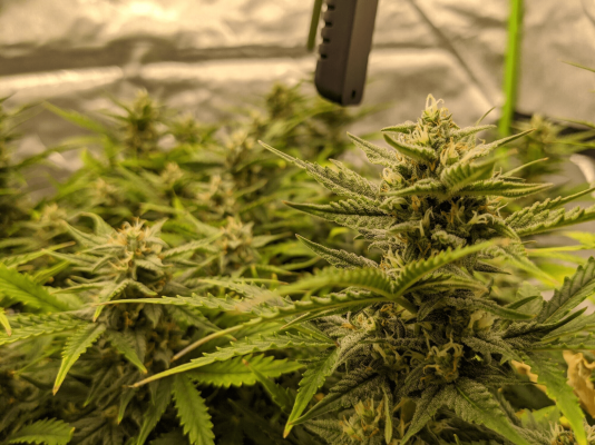 Let's See Your Frostiest Flowers