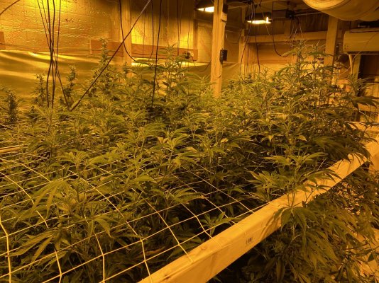 Help 4 weeks in to flowering one light bin stuck on 24hrs for 2 weeks