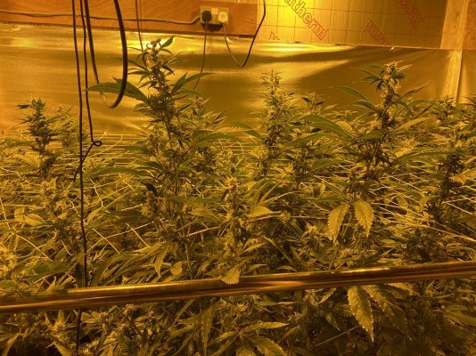 Help 4 weeks in to flowering one light bin stuck on 24hrs for 2 weeks
