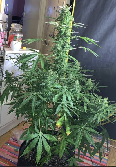 Stunted growth? Tent like leaves and tiny plant day 34 since planted directly in soil