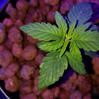 hungry-seedlings.jpg