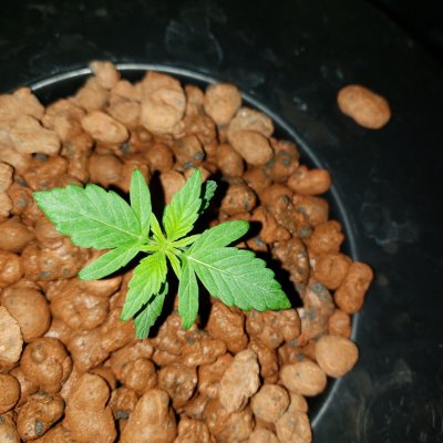 hungry-seedlings-3.jpg