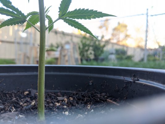Do these clones seem healthy?