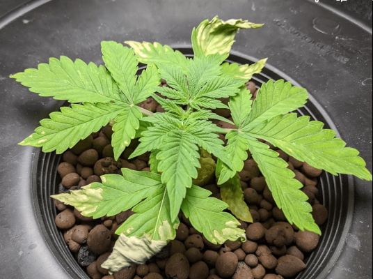 Newb first time grower starting to feel like I have a black thumb...