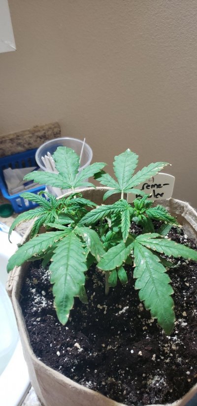 Hermies?