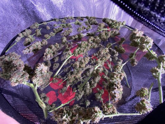 Dromada’s dwc 600w cob led