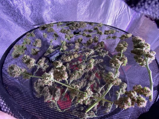 Dromada’s dwc 600w cob led