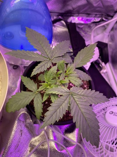 sourvegw3.jpg