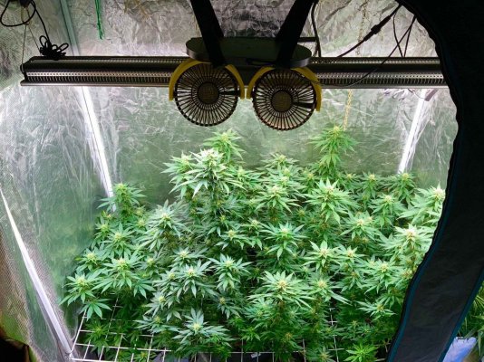 Mars Hydro LED