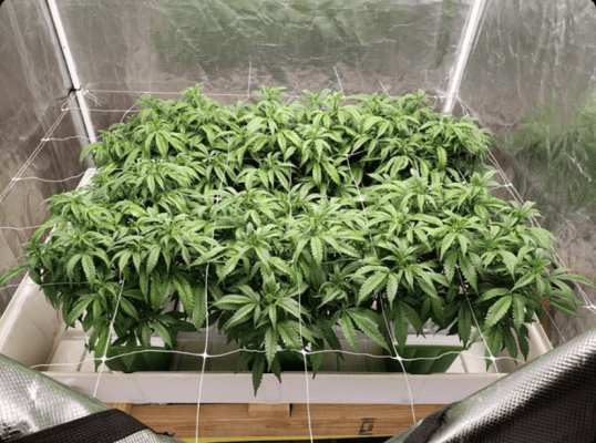 Tian OG under TSW2000