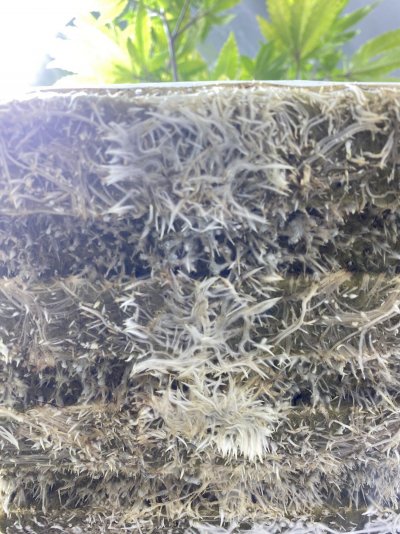 Low PH Runoff - Discoloration and Leaf Curl (see pics)