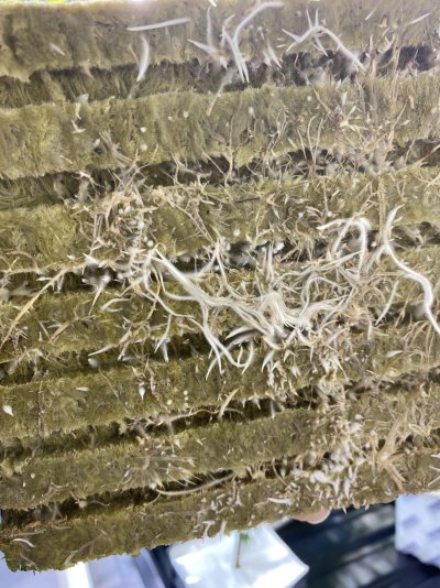 Low PH Runoff - Discoloration and Leaf Curl (see pics)