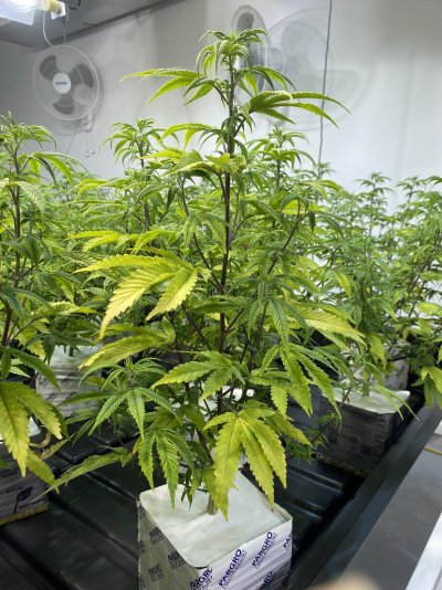 Low PH Runoff - Discoloration and Leaf Curl (see pics)