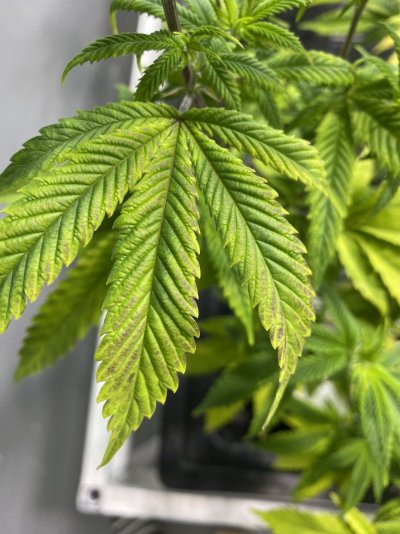 Low PH Runoff - Discoloration and Leaf Curl (see pics)