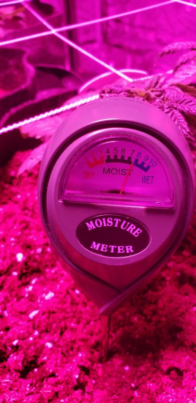 water-every-8-to-10-days.jpg