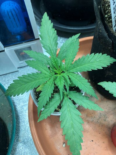 Nitrogen Deficiency in FFOF?