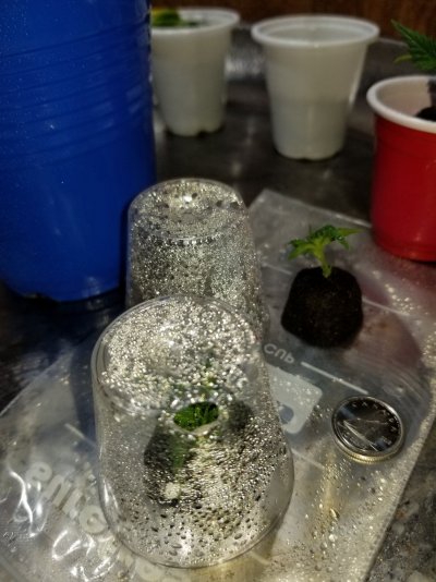 Mini me clone idea