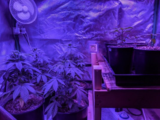 3rd-grow--dr-earth-amended-soil--coco-3.jpg