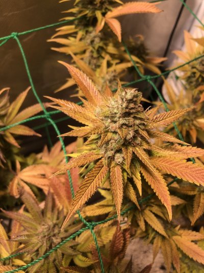 East coast sour diesel