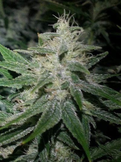 East coast sour diesel