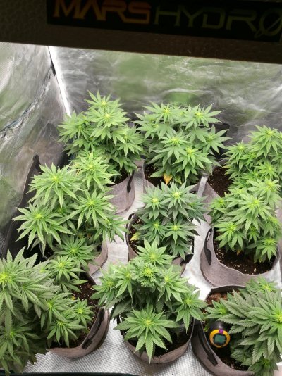 Mars Hydro TSW2000 From Seed to Harvest