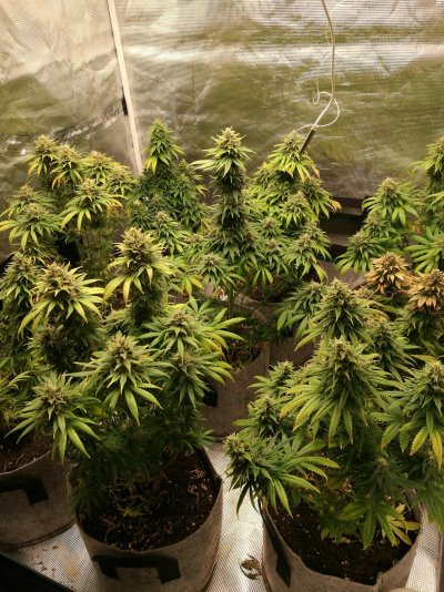 Mars Hydro TSW2000 From Seed to Harvest