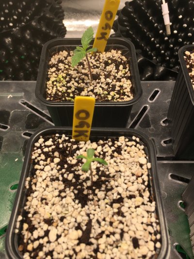 Are there any hope for two of my seedlings? (photos)