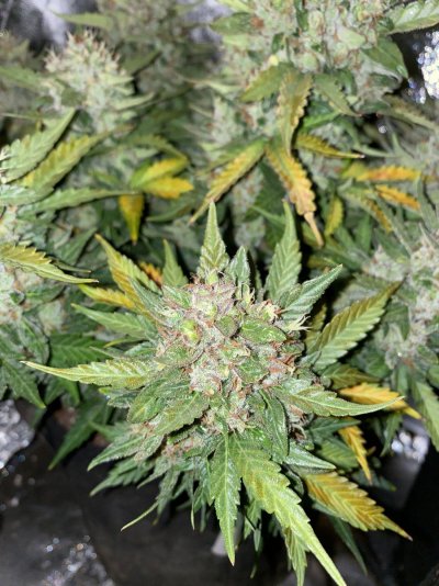 Highest Cut First Grow