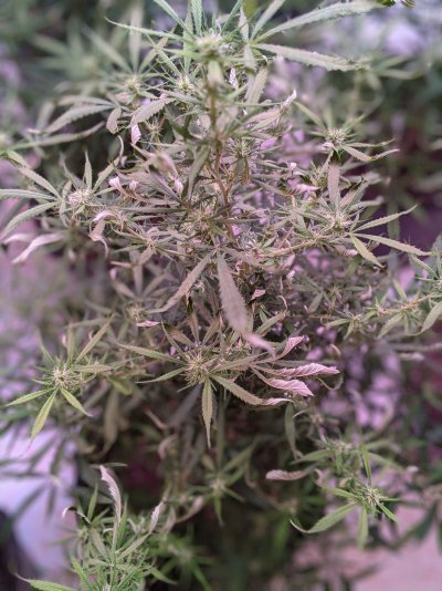 Leaves are turning and twisting in flower!