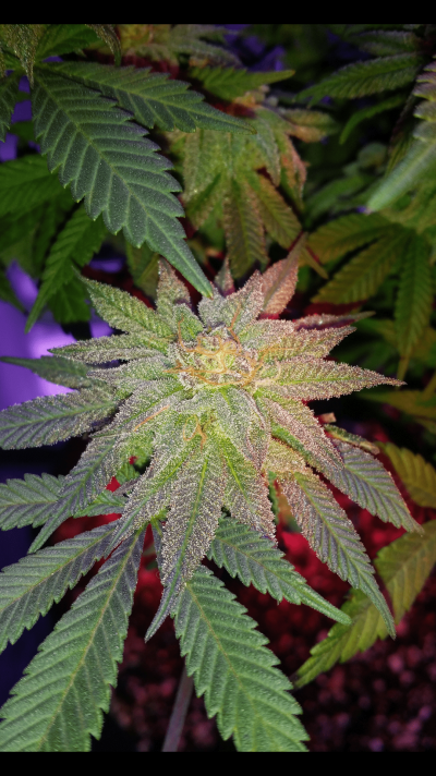 Let's See Your Frostiest Flowers