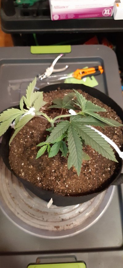 Let's See Your Frostiest Flowers