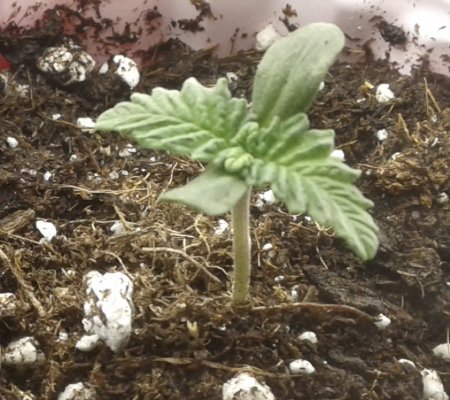 new member and grow