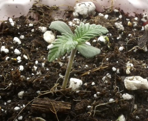 new-member-and-wild-cannabis-grow.jpg